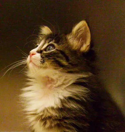 Василиса и котята